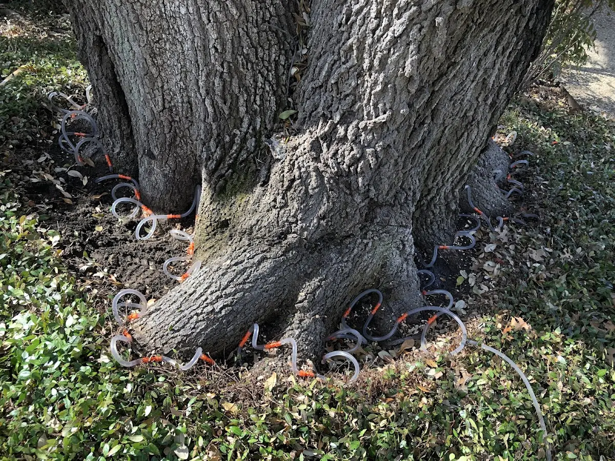 Detailed Tree Cabling and Bracing job site in West Haven