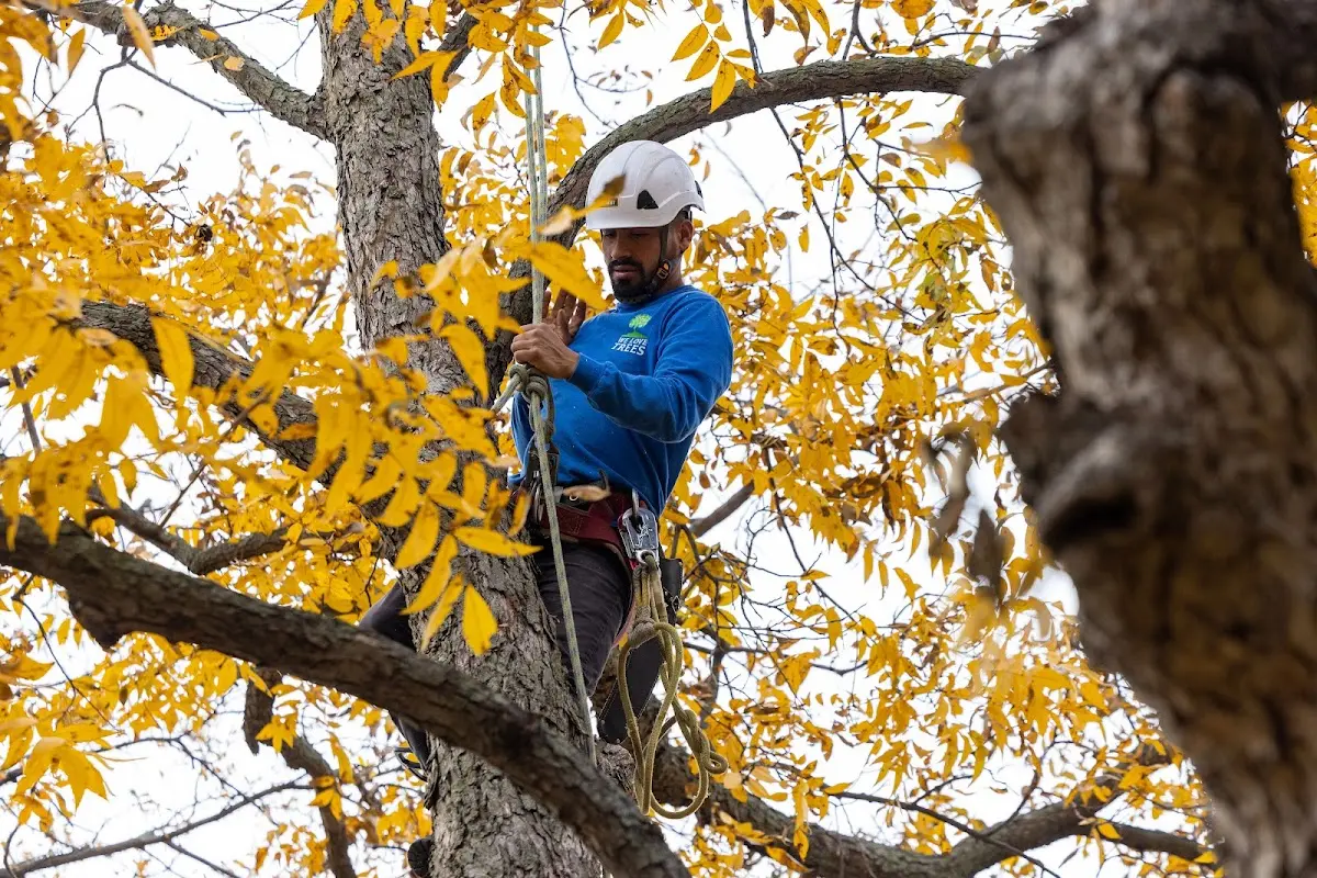 Skilled Tree Transplanting crew working in West Haven